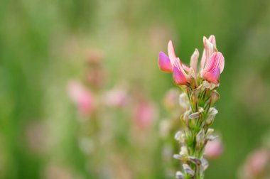 bir sainfoin, kırmızı çizgili soluk pembe çiçekleri ile onobrychis macrophotography