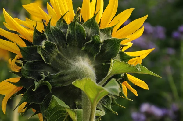 Blütenkopf Der Sonnenblume Helianthus Rückseite Mit Behaarten Kelchblättern — Stockfoto