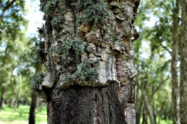 Rabat, Fas, liken ile büyüdü ve kısmen hasat yakınındaki maamora ormanda bir cork meşe ağacı kabuğu Close-up