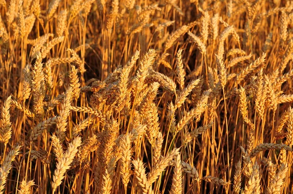 Detail Zralé Uši Pšenice Západu Slunce Zářící Zlatá — Stock fotografie