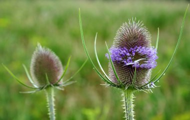 vahşi teasel, dipsacum fullonum, lavanta renkli çiçekleri ile oval şekilli önümüzdeki Close-up