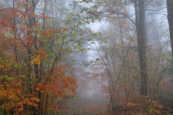 Fußweg Wald Nebligem Herbstmorgen Mit Umgefallenem Laub Bedeckt — Stockfoto