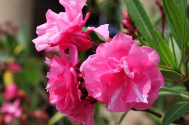 bir çiçekli nerium oleander Bush pembe çiçekleri Close-up