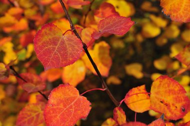 sarı ve kırmızı renkli bir dal Close-up Bush ormandaki kalp şeklinde yaprakları