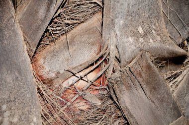 Close-up bir palmiye ağacı kabuğu yapısı