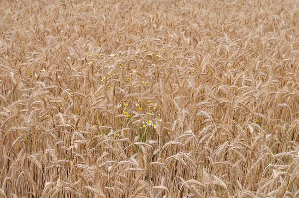 Nahaufnahme Eines Roggenfeldes Mit Kamillenpflanzen Die Zwischen Getreide Wachsen — Stockfoto