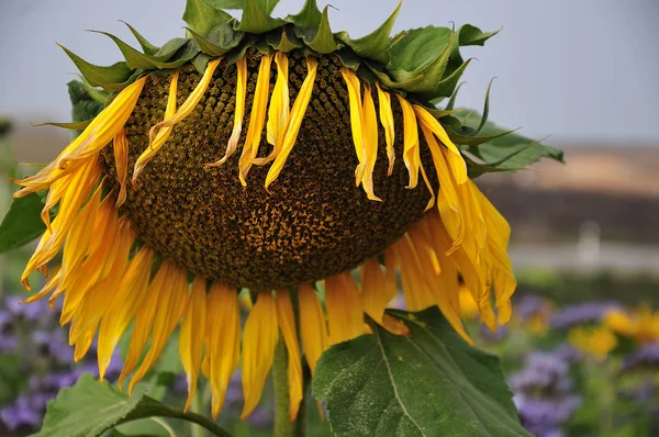 flower head of a sunflower in autumn with wilting yellow ray florets and disk flowers with fibunacci order