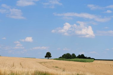 alanları ve ağaçlar mavi bulutlu gökyüzü ile yaz aylarında kırsal manzara