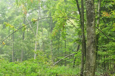 Kayın ormanı tokalı ağaç ve yaprak renkleri değişimin başlangıcı sisli sabahı Ekim ayında