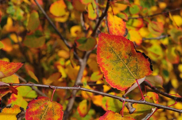 Rameau Arbuste Cornouiller Automne Avec Des Feuilles Colorées — Photo