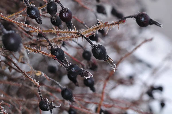 Black Frozen Rose Hips Ice Crystals Cold Winter Morning — Stock Photo, Image