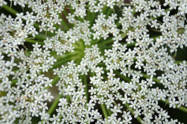 bir umbel küçük beyaz çiçekleri ile Farsça kimyon Close-up
