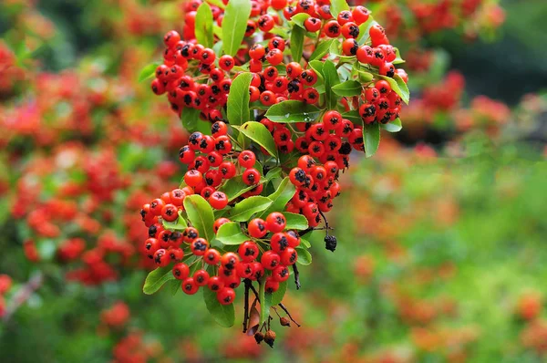 火刺灌木的分支 与大量的红色浆果样的水果 — 图库照片