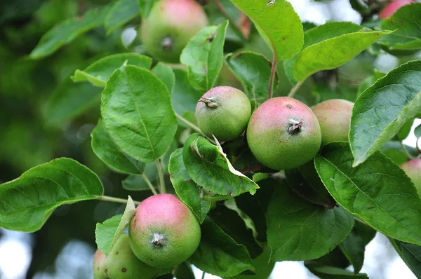 apples of cultivar Bohnapfel growing on tree in orchard