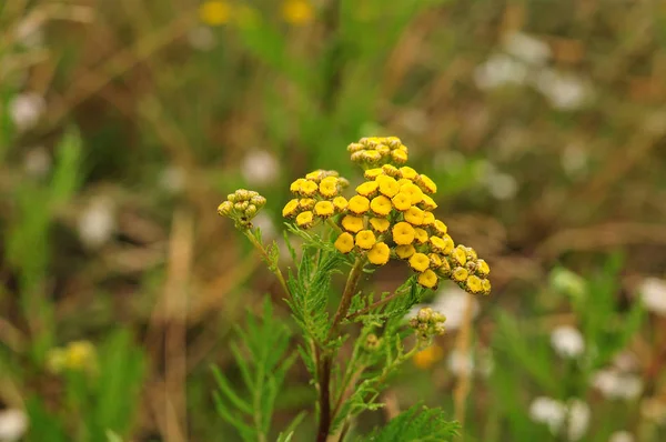 Virágok Tanacetum Vulgare Tansy Évelő Növény Növényi Gyógyszer — Stock Fotó