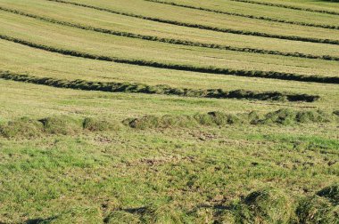 satırlar halinde dağlık manzara, güneşte kurutma çayırda yalan çim mowed