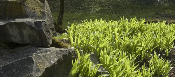 Ландшафтный Сад Весной Скалами Клумбой Свежими Зелеными Листьями Солнце — стоковое фото