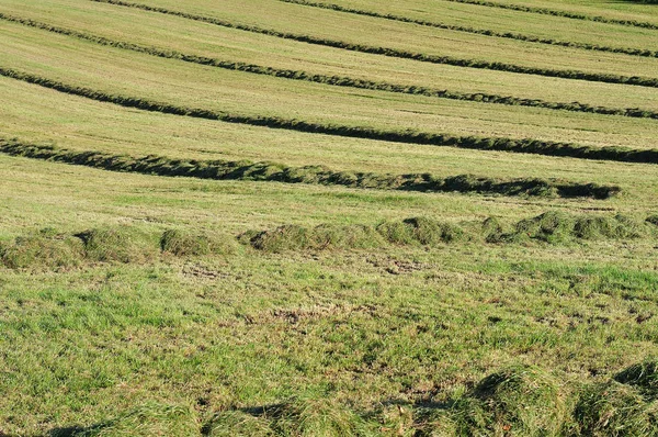 Satırlar Halinde Dağlık Manzara Güneşte Kurutma Çayırda Yalan Çim Mowed — Stok fotoğraf