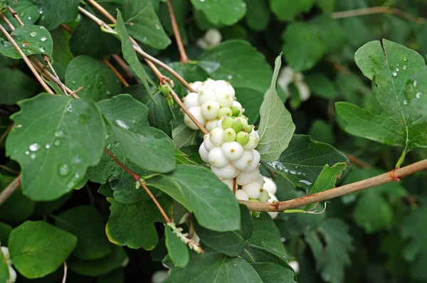 Yağmur Damlaları Symphoricarpos Albus Ortak Snowberry Yaprakların Üzerinde Beyaz Meyve — Stok fotoğraf