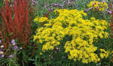 yaz çayır çiçekli ragwort, deve dikeni, kırmızı kuzukulağı ve leylak çiçeği ile