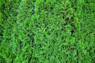 Mazı (bitki) occidentalis, Kuzey beyaz sedir çit büyüyen yeşil yeşillik 