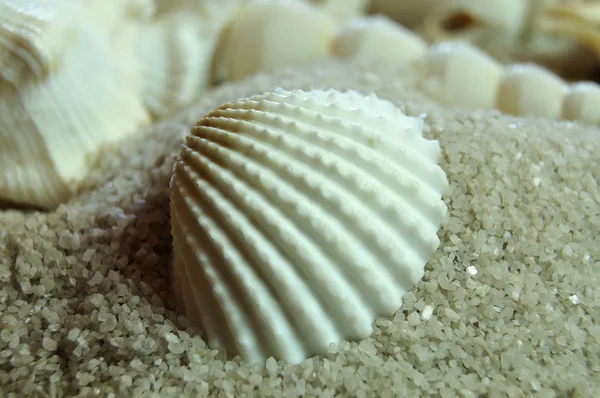 Macrofotografía Una Concha Berberechos Blanqueada Blanca Yaciendo Arena Playa — Foto de Stock