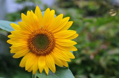 çiçeği ve ray çiçek helianthus annuus, ortak ayçiçeği, yakın çekim
