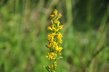 solidago virgaurea, sarı çiçekli Avrupa altın başak önümüzdeki