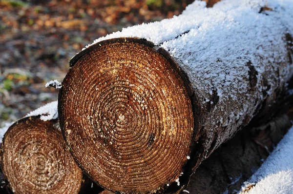 woodpile kereste orman in rime'ı buz ile soğuk kış sabahı kaplı.