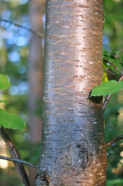 shiny bark of a wild cherry tree in forest, shimmering in morning sun clipart