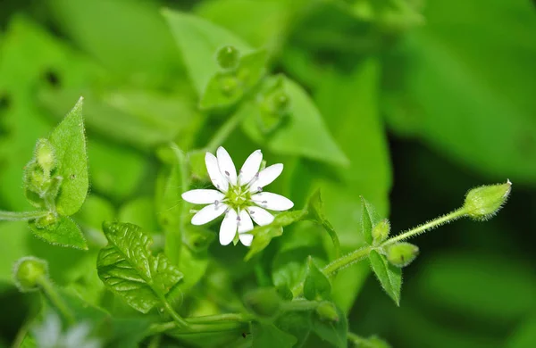 Stellaria meadia, beyaz çiçekli ve kıllı chickweed bitki kök ve yaprakları