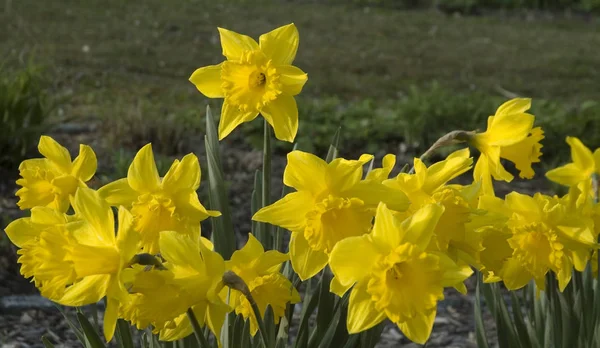 Gele Bloemen Van Narcissus Hispanica Grote Narcis Flowerbed — Stockfoto