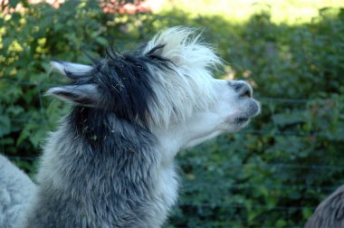 Beyaz ve siyah kürklü bir alpaka başkanı