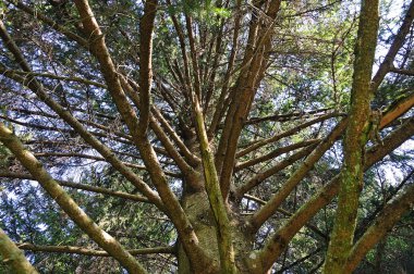 çok dallı ile üst için Ladin ağacının kök yanında göster