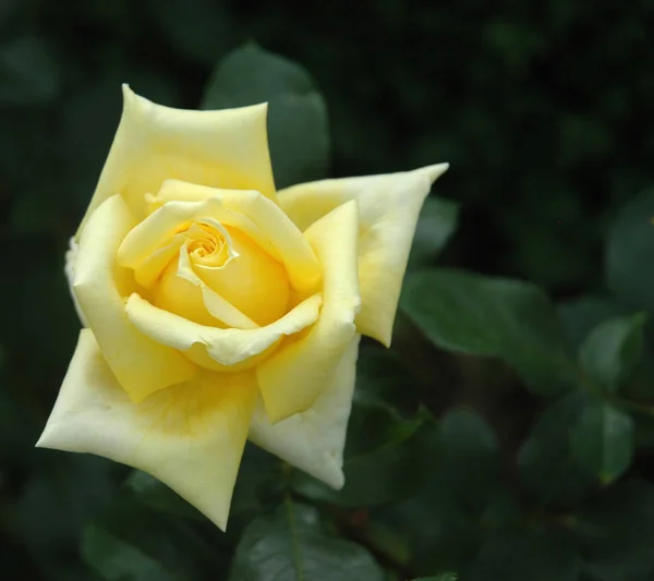 Gros Plan Une Fleur Simple Une Rose Thé Hybride Jaune — Photo