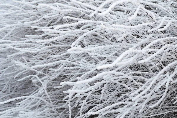 Seto Jardín Sin Hojas Invierno Cubierto Hielo Rime — Foto de Stock