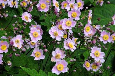 pembe anemone hupehensis, Japon anemon ile yaz aylarında flowerbed