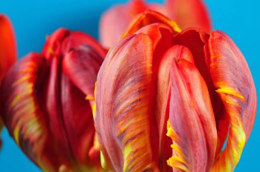 mavi arka plan önünde kırmızı, turuncu ve Sarı çiçekli laleler papağan