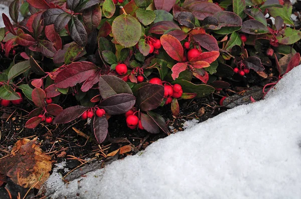 红色浆果和五颜六色的叶子在花园中的雪特写镜头 — 图库照片
