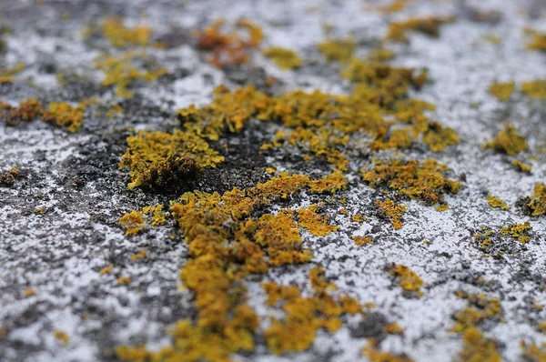 Gros Plan Des Mousses Lichens Poussant Sur Mur Béton — Photo