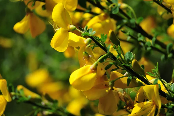 Close Yellow Blossoms Genista Germanica Flowering Plant Deciduous Leaves — Stock Photo, Image