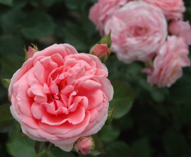 Bush gül pembe çiçekler ve yaz bahçesinde tomurcukları ile