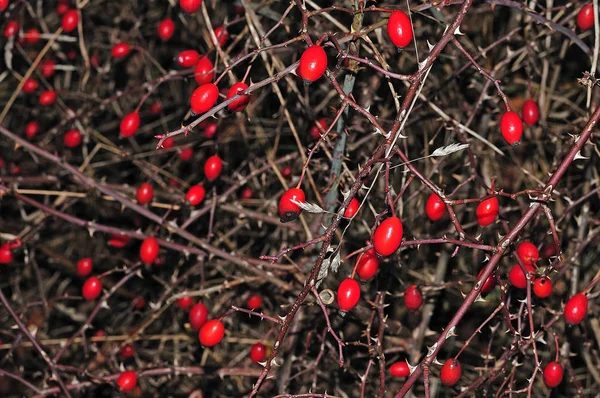 Close-up of rose hips in bramble — Stock Photo, Image