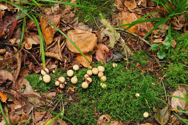 Puffball mushrooms growing on moss — Stock Photo, Image