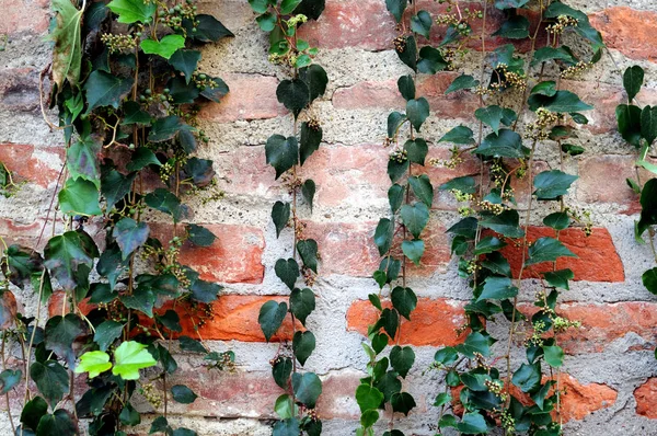 Trepar la vid en la pared de ladrillo viejo —  Fotos de Stock
