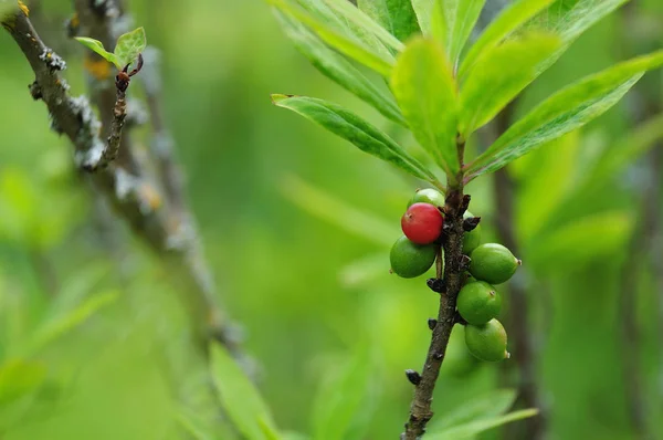 Unripe and mature berries of a february daphne — Stock Photo, Image