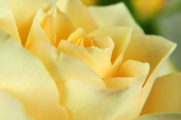 크림 색의 꽃 색 장미 — 스톡 사진