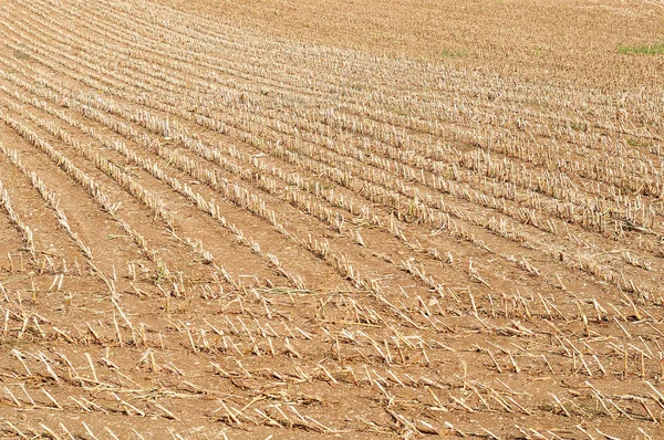 Campo de maíz cosechado a finales del verano — Foto de Stock
