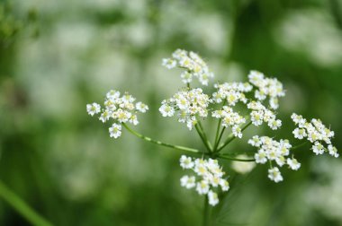 compound umbel of a caraway clipart