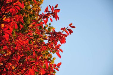 Kırmızı yaprakları sonbaharda yaprak döken hedge